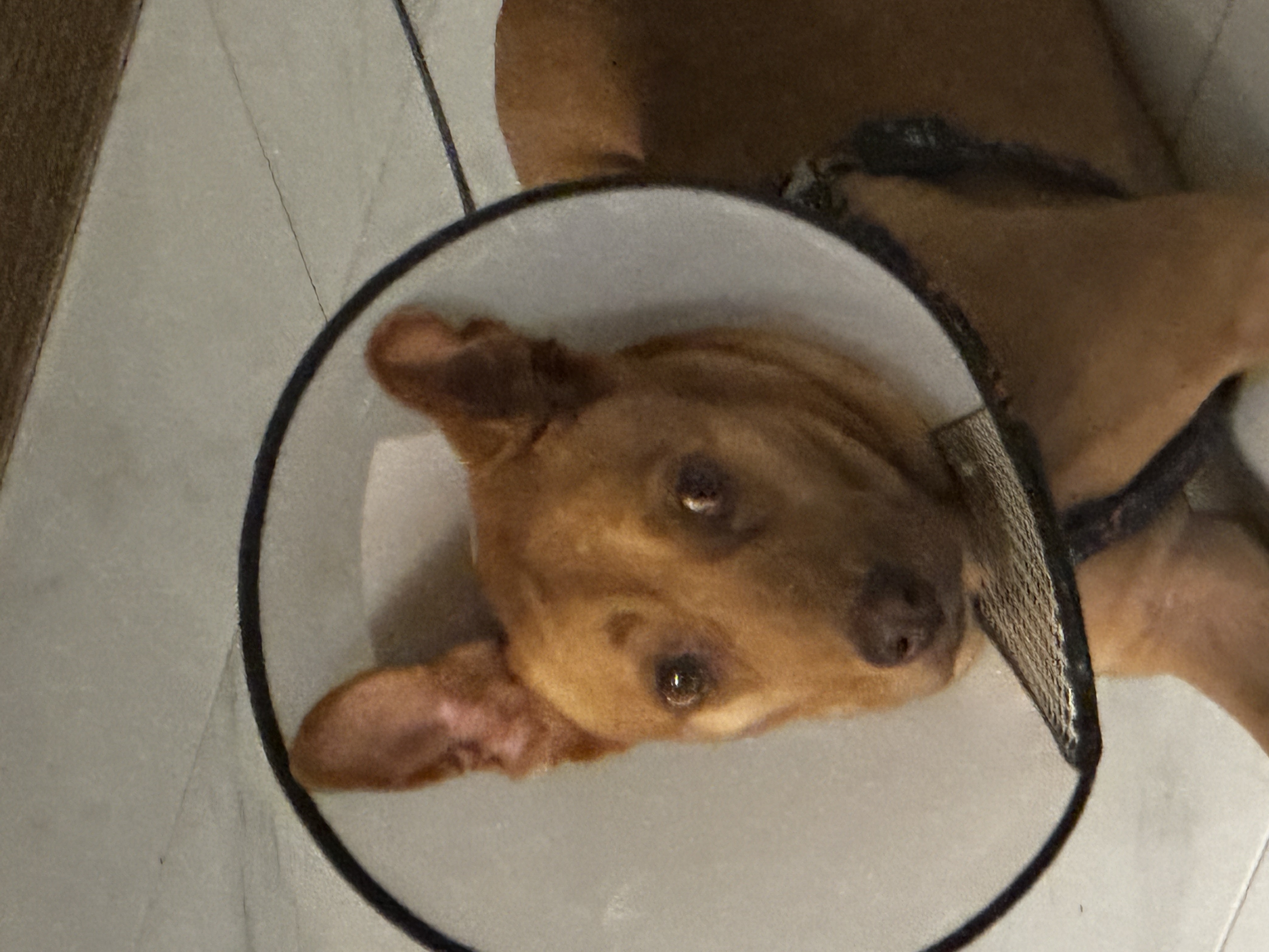 Mila in recovery cone
