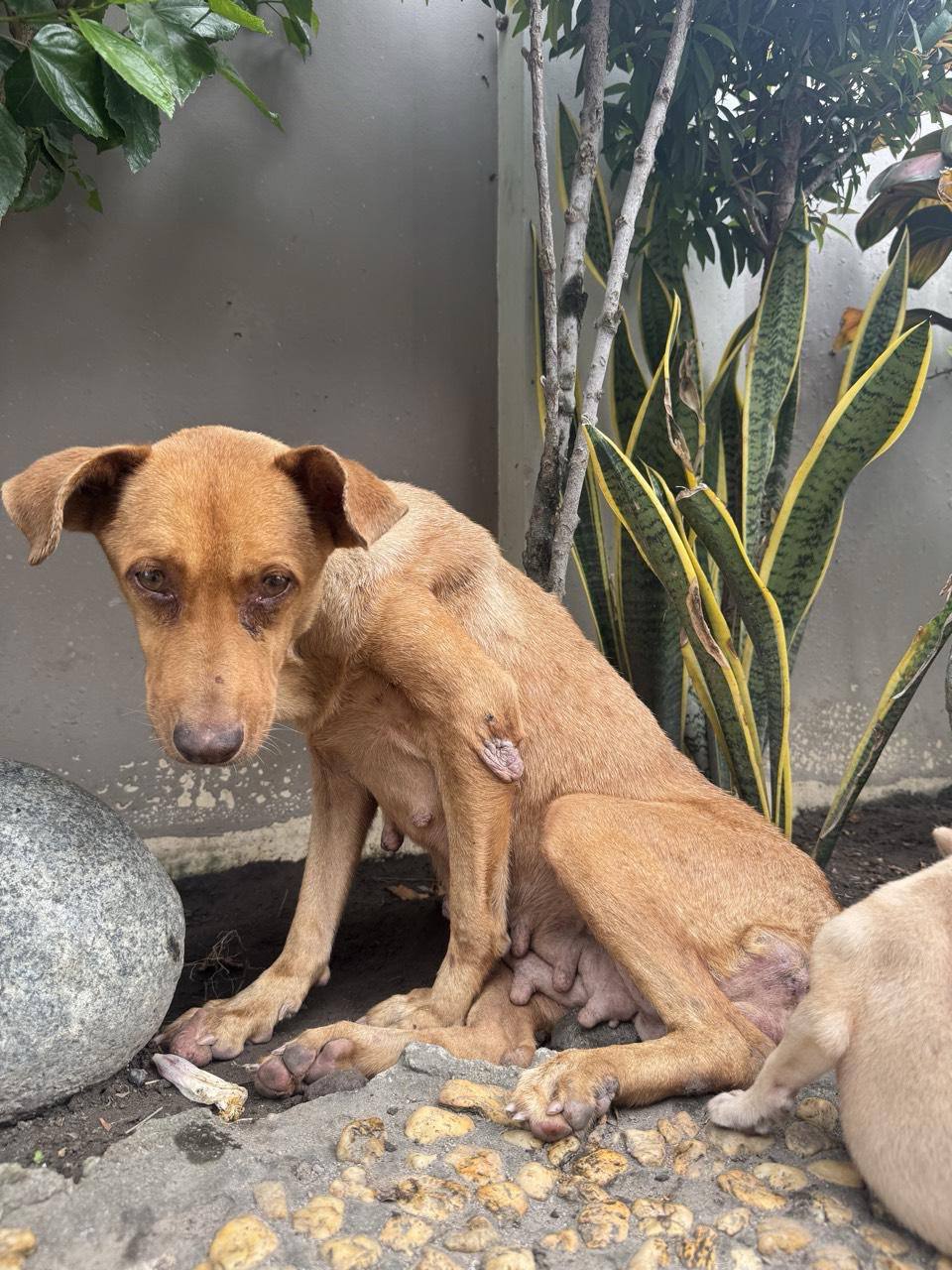 Mila when first rescued