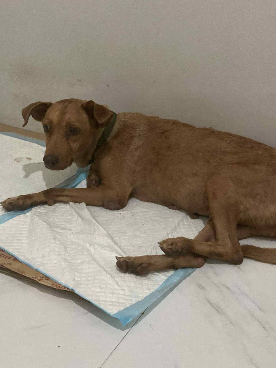 Mila resting during recovery